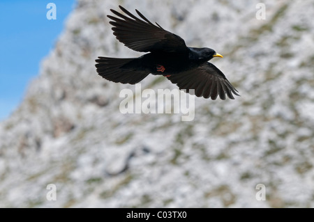 (Pyrrhocorax graculus Alpine Chough), en vol Banque D'Images