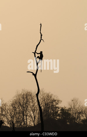 Silhouette d'un langur monkey (animaux singe écureuil) au sommet d'un arbre mort dans la Réserve de tigres de Jim Corbett, Inde Banque D'Images