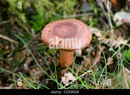 Oakbug Milkcap, Lactarius quietus, Russulaceae. À proximité d'arbres de bouleau et chêne, Août, Berkhamsted, Hertfordshire. Banque D'Images