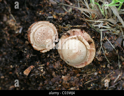 L'Amanita rubescens, blush, Amanitaceae. Les jeunes champignons. Banque D'Images