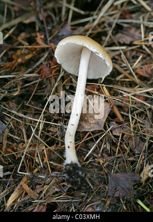 Brittlestem, Psathyrella candolleana pâle, footballeur angolais. De plus en plus les forêts, Août, Berkhamsted, Hertfordshire. Banque D'Images