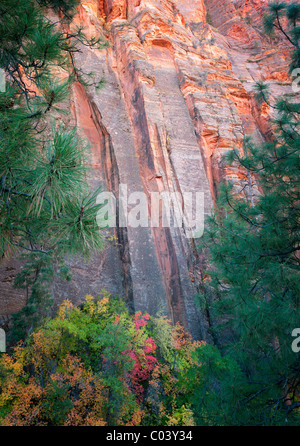 Rock face colorée et de couleur d'automne de l'érable. Zion National Park, Utah Banque D'Images