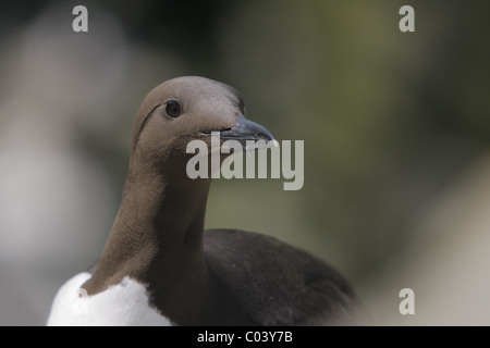 Common guillemot (Uria aalge), Treshnish Isles, Ecosse, Royaume-Uni Banque D'Images