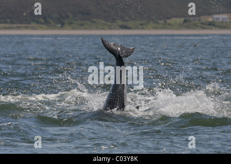 Grand dauphin (Tursiops truncatus) plongée dans l'eau après une rupture, Moray Firth, Écosse, Royaume-Uni Banque D'Images