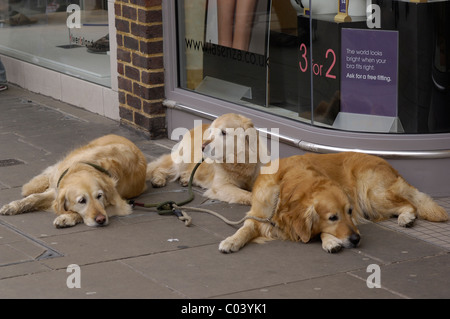 Ces trois chiens ont été photographiés à l'extérieur d'une boutique à Salisbury, Wiltshire, Angleterre, Royaume-Uni. Banque D'Images