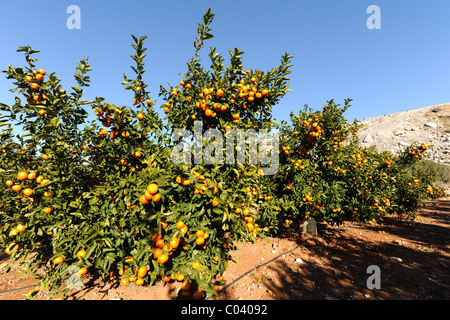 Mandarines mûres dans un verger, près de Pedreguer, Alicante, Valencia, Espagne Banque D'Images