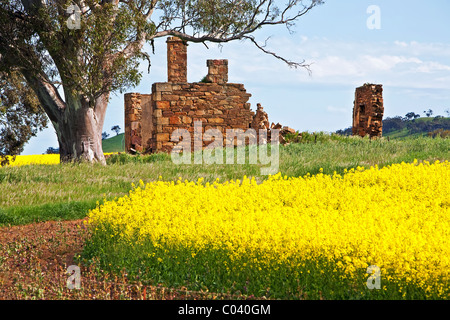 Le Moyen Nord, des champs de colza, de l'Australie du Sud Banque D'Images