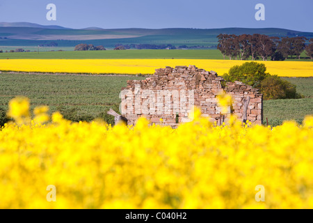 Le Moyen Nord, des champs de colza, de l'Australie du Sud Banque D'Images