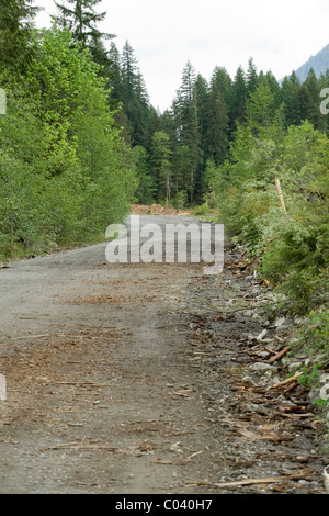 Un chemin d'exploitation forestière en Colombie-Britannique sur l'île de Vancouver. Banque D'Images