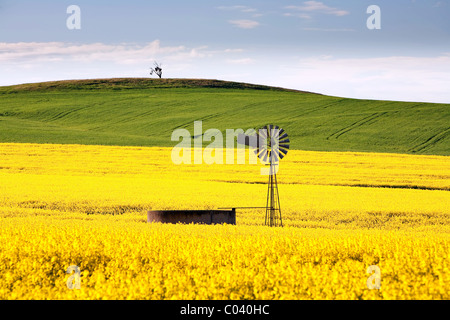 Le Moyen Nord, des champs de colza, de l'Australie du Sud Banque D'Images