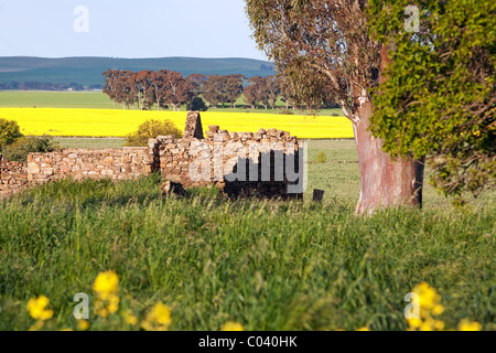 Le Moyen Nord, des champs de colza, de l'Australie du Sud Banque D'Images