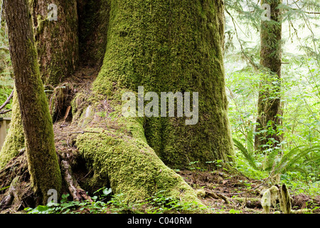 Grands arbres dans la vallée de la Carmanah Banque D'Images