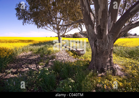 Le Moyen Nord, des champs de colza, de l'Australie du Sud Banque D'Images