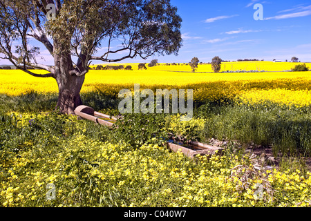 Le Moyen Nord, des champs de colza, de l'Australie du Sud Banque D'Images