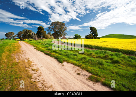 Le Moyen Nord, des champs de colza, de l'Australie du Sud Banque D'Images