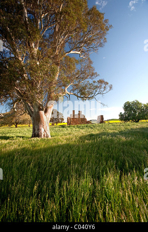 Le Moyen Nord, des champs de colza, de l'Australie du Sud Banque D'Images