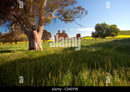 Le Moyen Nord, des champs de colza, de l'Australie du Sud Banque D'Images