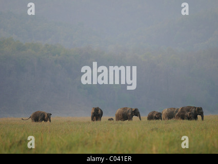 Un troupeau d'éléphants d'Asie (Elephas maximus) dans une prairie dans la gamme de Dhikala Jim Corbett Tiger Reserve, Inde Banque D'Images