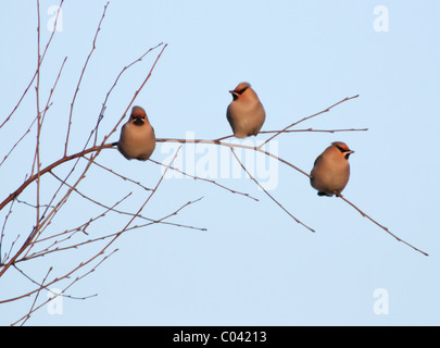 Trois Jaseur boréal Bombycilla garrulus, perché sur branche dans le Warwickshire, Angleterre Banque D'Images