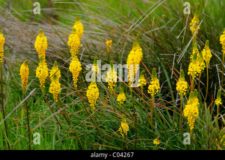 Bulbinella latifolia, rooikatstert, Bokkeveld Plateau, le Namaqualand, Afrique du Sud Banque D'Images