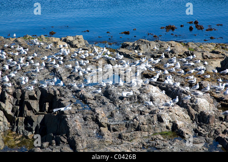 Flock of Seagulls perché sur les rochers de la plage à Cape Town Banque D'Images