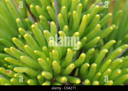 Walchii Tylecodon, Crassulaceae, Bokkeveld Plateau, Nieuwoudtville, Namaqualand, Afrique du Sud Banque D'Images