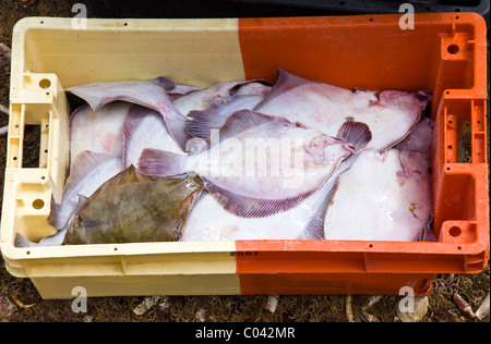 La prise de poisson dans le port de Barfleur, Normandie, France Banque D'Images