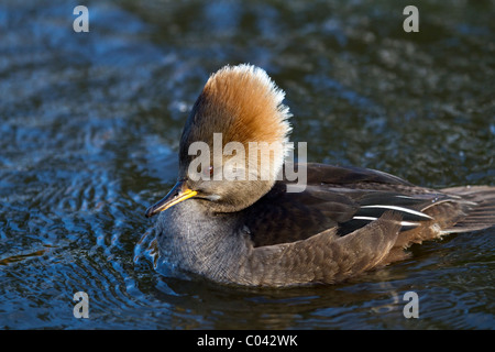 Hoodeds; Merganser mâle à capuche et à la crème (Lophodytes cuculatus) petit canard de plongée à la consommation de poisson sur l'étang de Martin Mere, Bursough, Lancashire, Royaume-Uni Banque D'Images