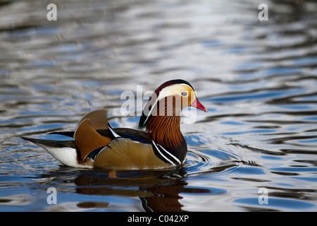 Multi-couleur au canard mandarin mâle sur l étang à Martin simple, Burscough, Lancashire, UK Banque D'Images