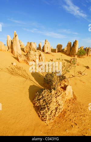 Le Désert des Pinnacles, le Parc National de Nambung, Australie occidentale Banque D'Images