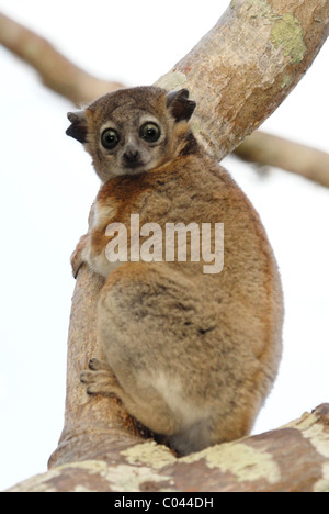 Hubbard (Lepilemur hubbardorum) dans la réserve naturelle de Reniala, Ifaty, dans l'ouest de Madagascar Banque D'Images