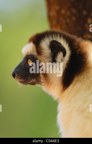 Le Propithèque de verreaux (Propithecus verreauxi) dans la réserve naturelle de Berenty, dans le sud de Madagascar Banque D'Images