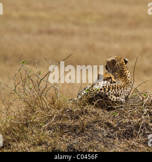 Mère et son petit Guépard. Située sur une petite butte - elle est à la recherche à travers la plaine la cub est allongé avec sa tête sur son flanc. Banque D'Images