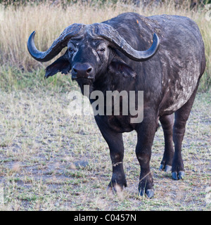 Buffle debout face à la caméra. Visage est brouillé avec masque comme l'aspect. Banque D'Images