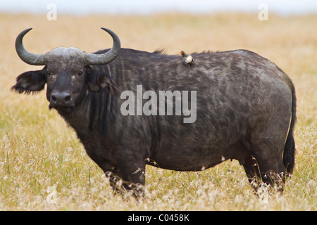Buffle vu de (c'est le flanc gauche). L'animal est à la recherche à l'appareil photo et il y a une charrette à pecker sur il est de retour. Banque D'Images