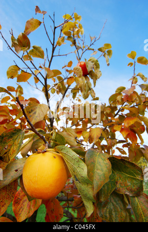 Les couleurs de l'automne brillant d'un kaki fruit sur l'arbre c'est dans la nature Banque D'Images