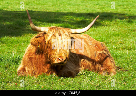 Vache Highland Ecosse Banque D'Images