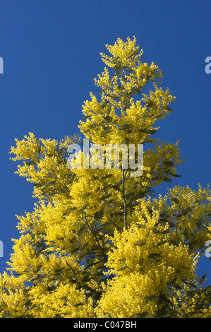 Des fleurs jaunes mimosa en bleu ciel en Provence Banque D'Images