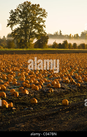 Un champ de citrouilles sur un matin brumeux en Octobre Banque D'Images