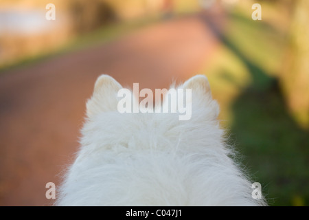 Une promenade dans le parc d'un point de vue du chien Banque D'Images