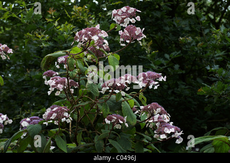 L'Hydrangea aspera STRIGOSA Banque D'Images