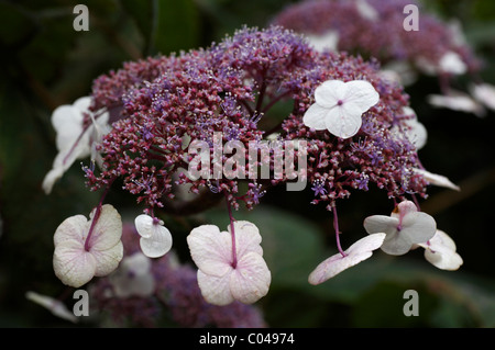 L'Hydrangea aspera STRIGOSA Banque D'Images