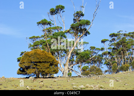 Blue Gum et d'autres arbres sur une crête dans la Maria Island National Park avec les kangourous ci-dessous au repos, Tasmanie, Australie Banque D'Images