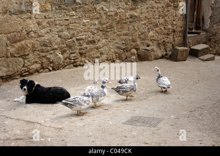 Chien de ferme et les canards dans un petit village près de Rennes-les-Bains dans le sud de la France Banque D'Images