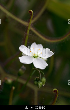 DROSERA BINATA Banque D'Images