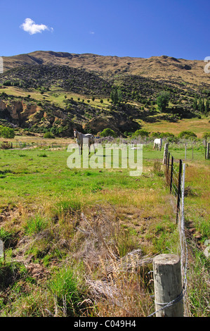 Cheval en champ, Cardrona, Région de l'Otago, île du Sud, Nouvelle-Zélande Banque D'Images