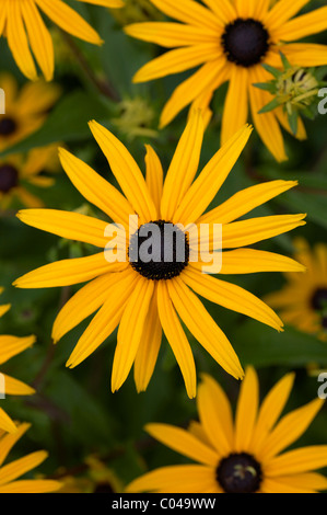 RUDBECKIA FULGIDA VAR. SULLIVANTII GOLDSTURM Banque D'Images