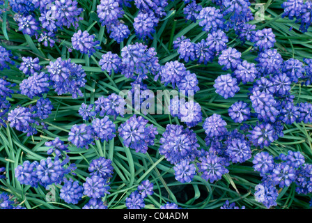 Muscaris violet (Muscari armeniacum) à la recherche d'en haut dans le Printemps ! Banque D'Images