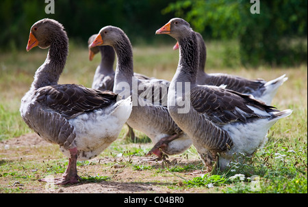 Troupeau d'oies gris utilisé pour le Foie Gras à proximité de Sarlat, Périgord, Dordogne, France Banque D'Images