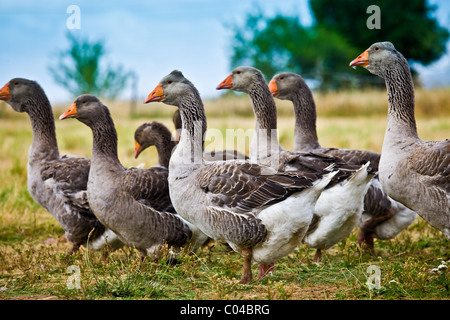 Troupeau d'oies gris utilisé pour le Foie Gras à proximité de Sarlat, Périgord, Dordogne, France Banque D'Images